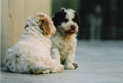 Piccoli pettegolezzi...